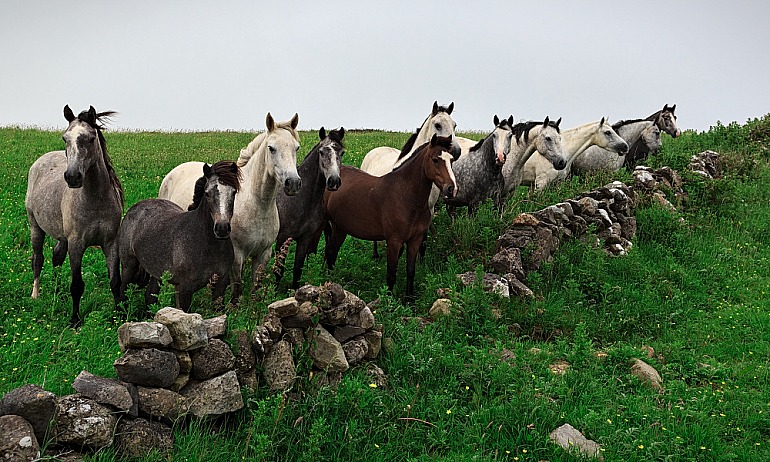Abenteuer Irland: Connemara-Ponys, die halbwild in Herden leben (Deltagram for Florian Wagner)